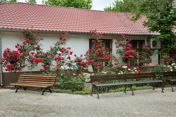 Güzel kırmızı gül önünde evi - peyzaj tasarımı — Stok fotoğraf