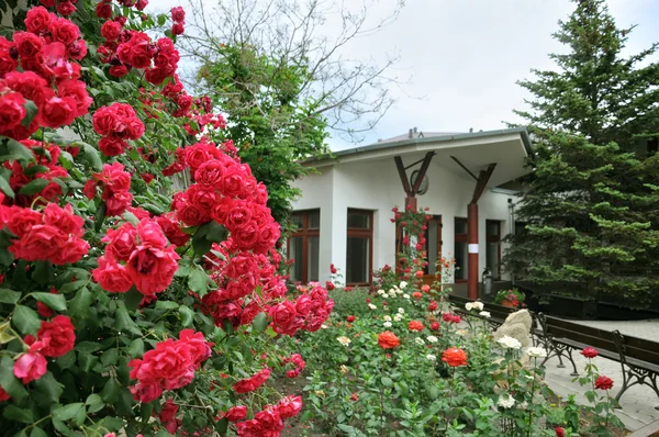 Hermosas rosas rojas frente a la casa - Landscape Design — Foto de Stock