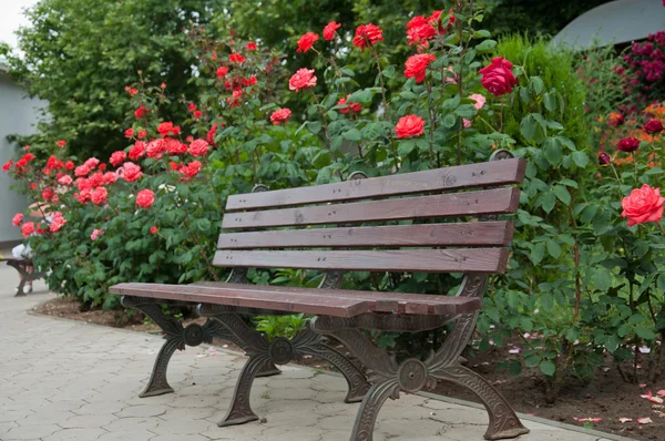 Banco en el jardín junto a las hermosas rosas arbustivas — Foto de Stock