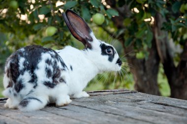 Beautiful colorful bunny with big ears in the garden clipart