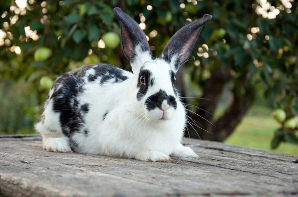 Piękny kolorowy króliczek z wielkimi uszami w ogrodzie — Zdjęcie stockowe