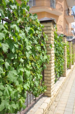 Fence entwined with wild vines, summer day clipart