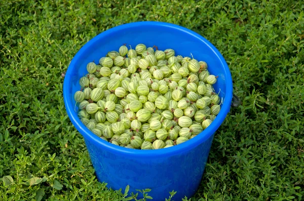 Um balde de groselhas no fundo da grama verde — Fotografia de Stock