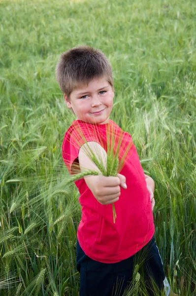 Jongen op een groen veld van tarwe, de zomer-enquête — Stockfoto