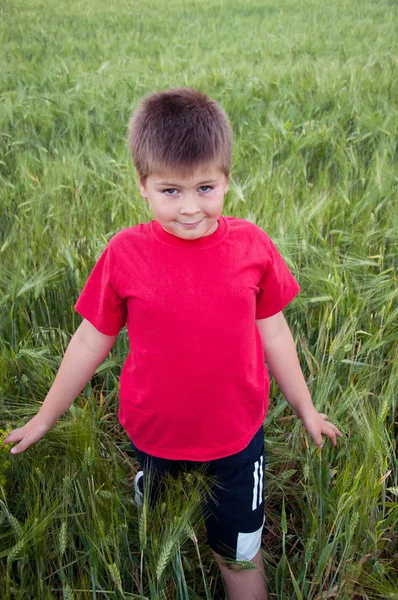 Chlapec na zelené louce pšenice, letní průzkum — Stock fotografie