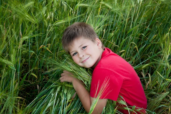 Boy on a green field of wheat, the summer survey — Stock Photo, Image