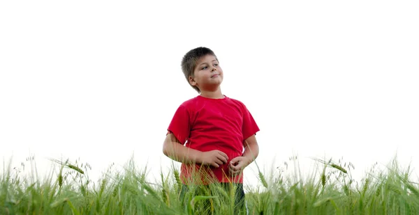 Мальчик на ржаном поле, изолированный на белом фоне — стоковое фото