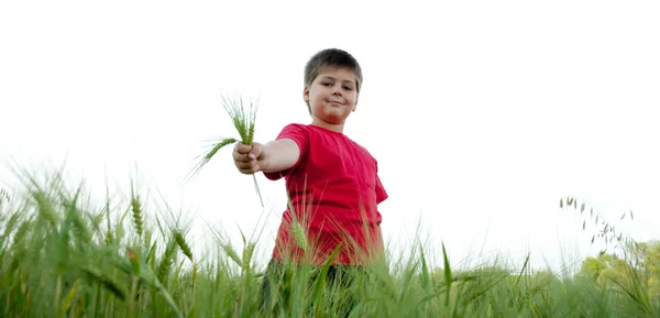 Pojken i fältet råg isolerad på vit bakgrund — Stockfoto