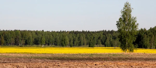 stock image Forest