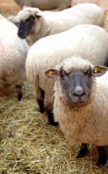 Una oveja — Foto de Stock