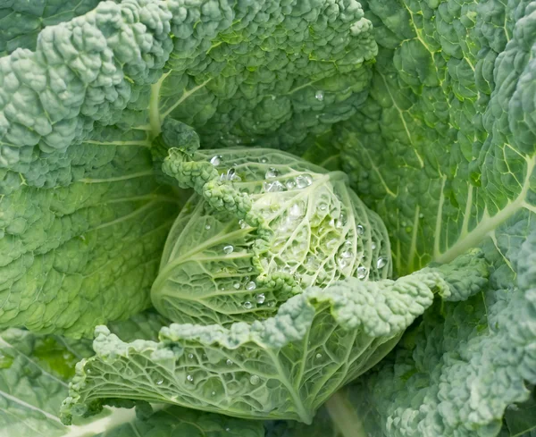 Head Cabbage (Savoy or Brassica sabauda) — Stock Photo, Image