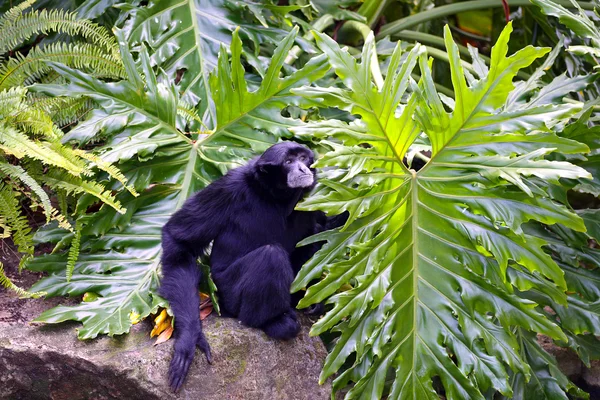 Gibbon à joues blanches mâle reposant sur le rocher — Photo