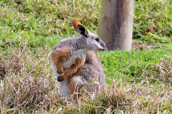 Κίτρινο-footed ροκ-μικρή κάγκουρο - εγγενές Αυστραλός ζώο - απειλούν — Φωτογραφία Αρχείου