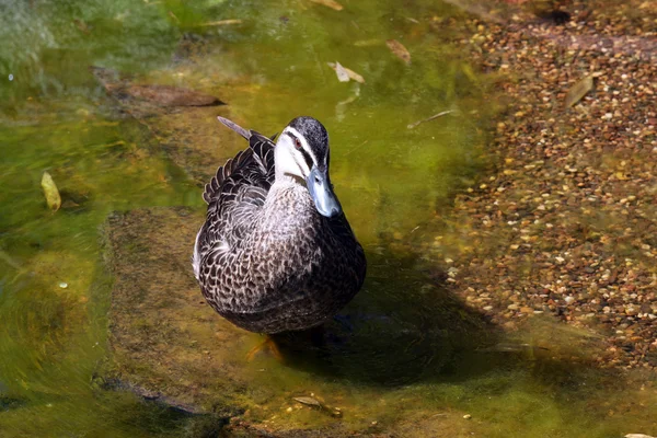 Ειρηνικού black duck - anas superciliosa Royalty Free Εικόνες Αρχείου