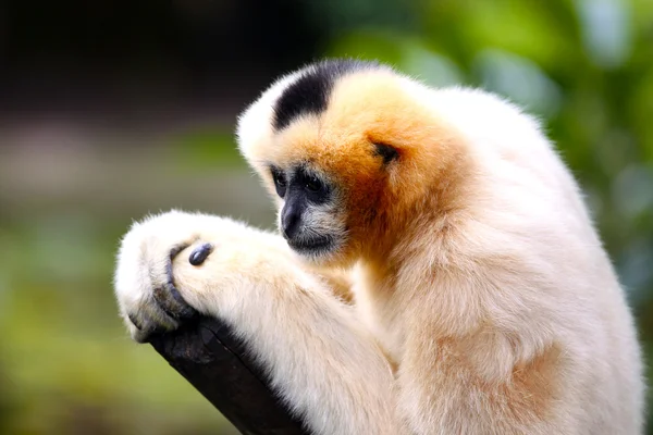 Samice bělolící gibbon s malou hloubkou ostrosti — Stock fotografie