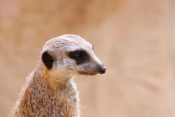 Upright Meerkat on Sentry with Matching/Camouflage Background — Stock Photo, Image