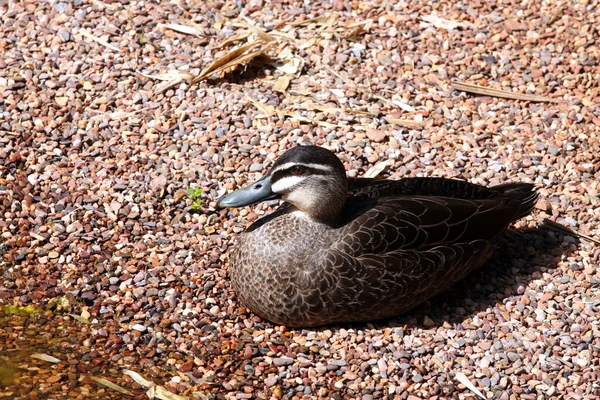 Ειρηνικού black duck - anas superciliosa Εικόνα Αρχείου
