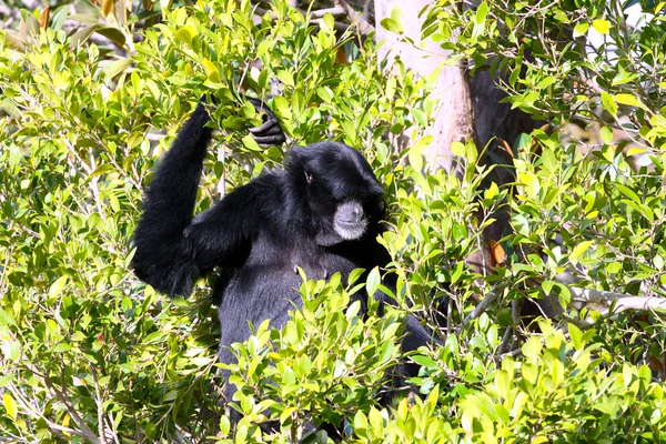 Gibbon macho de mejillas blancas sentado en el árbol - Hylobates leucogenys —  Fotos de Stock