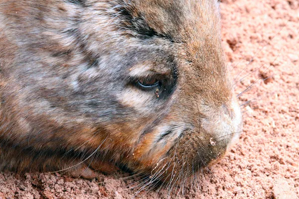 Νότια τριχωτό μύτη wombat - εγγενές Αυστραλός ζώο - lasiorhi — Φωτογραφία Αρχείου