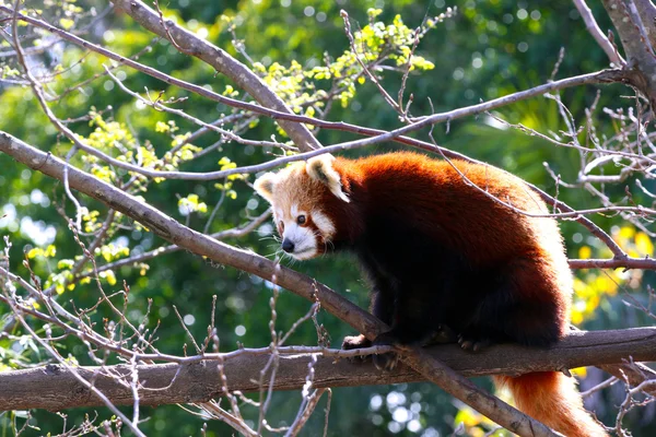 Roter Panda sitzt im Baum - ailurus fulgens Stockbild