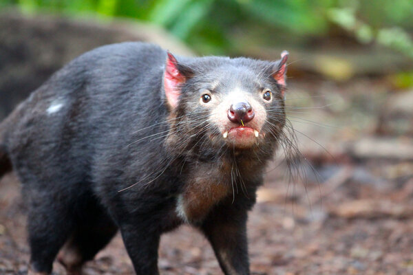 Tasmanian Devil - Sarcophilus harrisii - Shallow Depth of Field