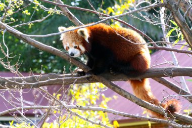 Kızıl ağaç - ailurus fulgens oturan panda