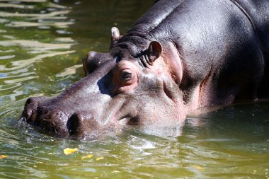 Hippopotamus walking through water clipart