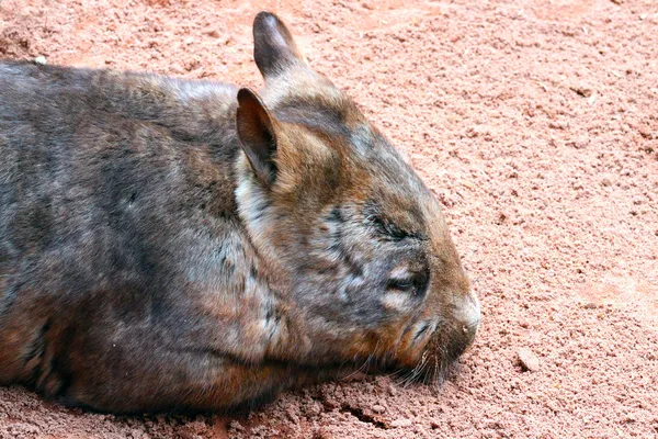 Déli szőrös orr wombat - bennszülött ausztrál állat - lasiorhi — Stock Fotó