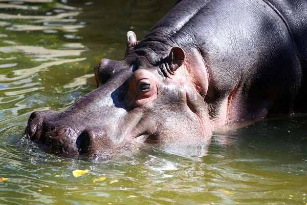 Hipopótamo caminhando através da água — Fotografia de Stock
