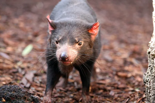 Tasmanischer Teufel macht Blickkontakt - sarcophilus harrisii Stockbild