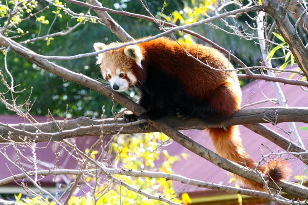 Rode panda zitten in boom - ailurus fulgens Rechtenvrije Stockfoto's