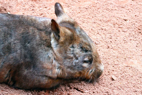 Zuidelijke harige neus wombat - inheemse Australische dier - lasiorhi Rechtenvrije Stockafbeeldingen