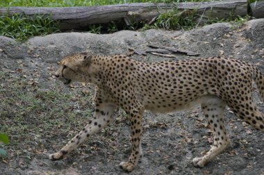 leopar