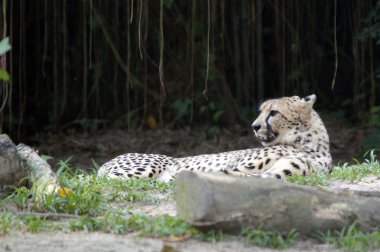 leopar