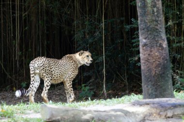 leopar