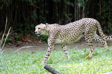 leopar