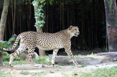 leopar