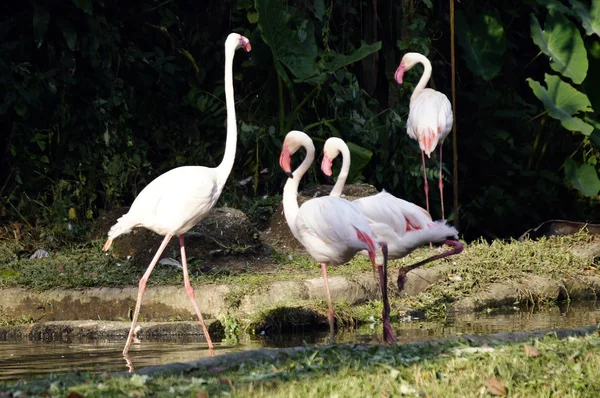 Rózsaszín flamingók — Stock Fotó