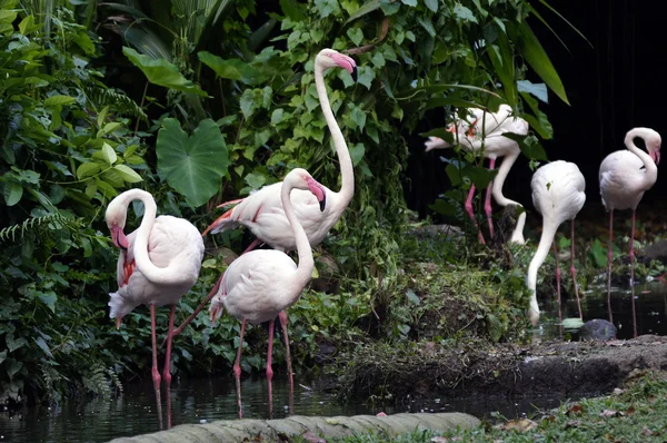 Roze flamingo 's — Stockfoto