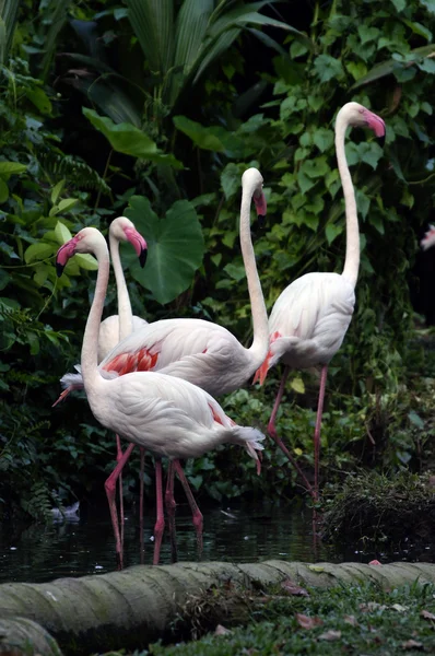 Rosa flamingos — Stockfoto
