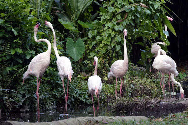 Rosa flamingos — Stockfoto