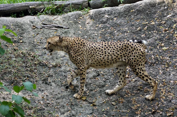 Леопард — стоковое фото
