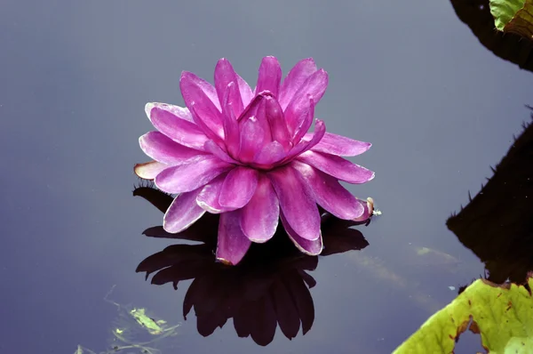 Lotus - pink water lily — Stock Photo, Image