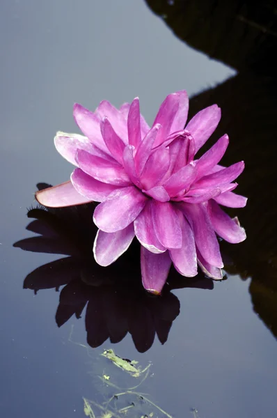 Loto - lirio de agua rosa — Foto de Stock