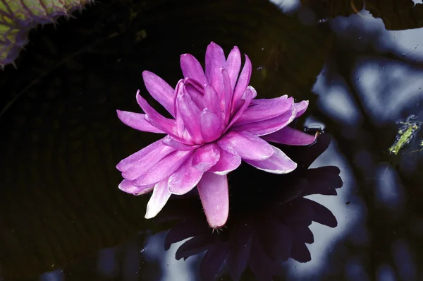 Lotus - pink water lily — Stock Photo, Image