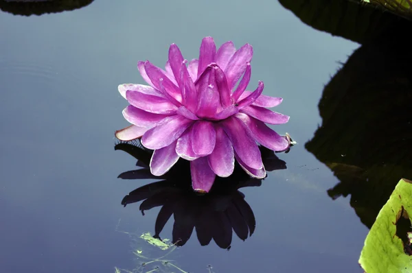 Lótus - lírio de água rosa — Fotografia de Stock
