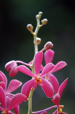 cennet kelebekler. Borneo orkide.