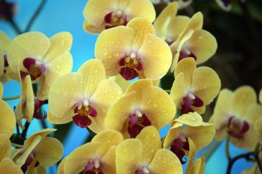cennet kelebekler. Borneo orkide.