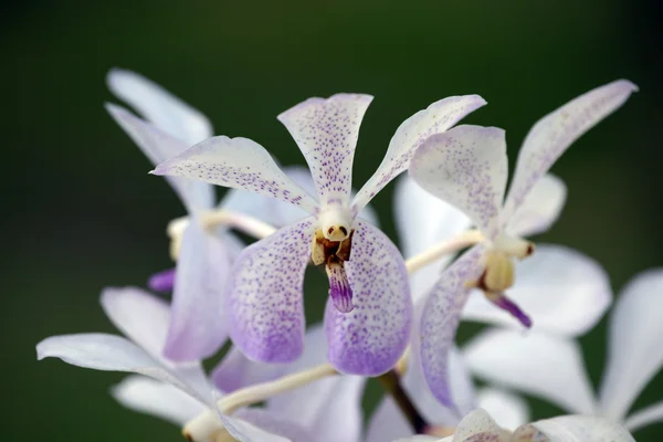 Рай метеликів. орхідеї Борнео. — стокове фото
