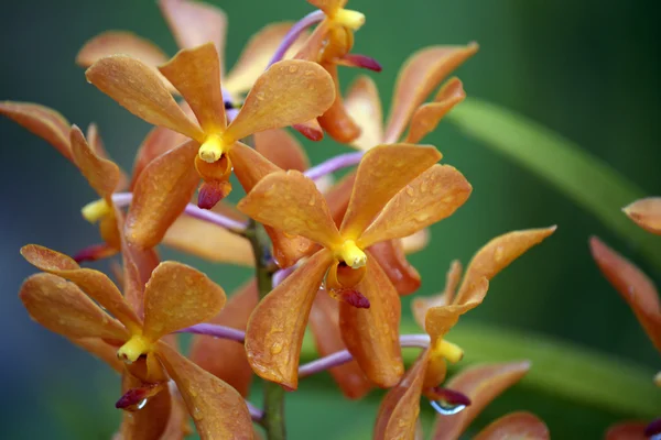 Ráj motýlů. orchideje Borneo. — Stock fotografie